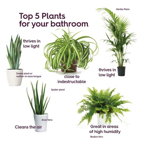 Choose the Most Fitting Bathroom Plants