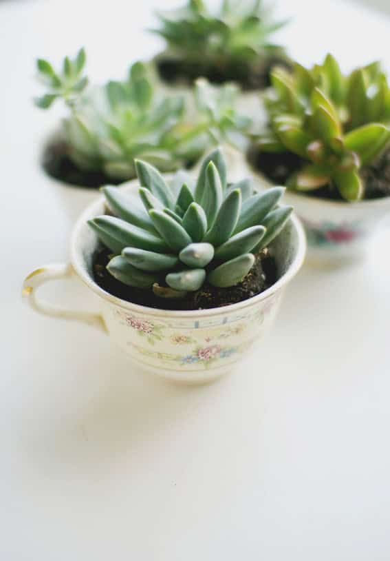 Teacup Planter Party Favors 19