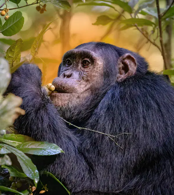 Contact | National Anti-Vivisection Society