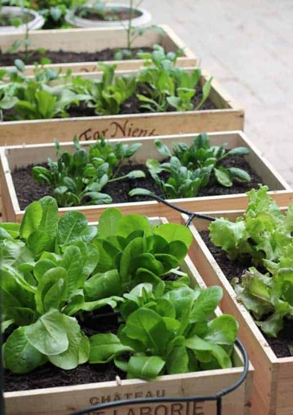 700_urban-gardening-raised-beds-7