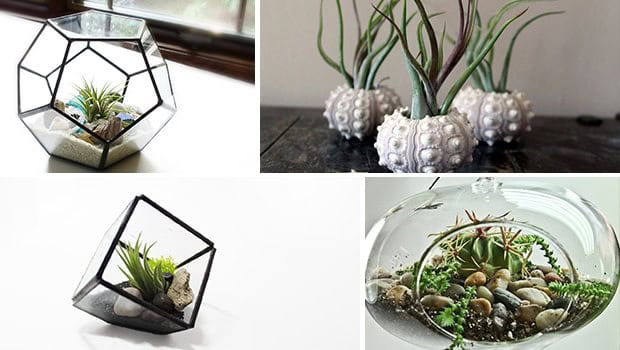 Decorate Your Home with Charming Little Terrariums