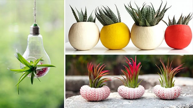 20 Creative Handmade Air Plant Decorations