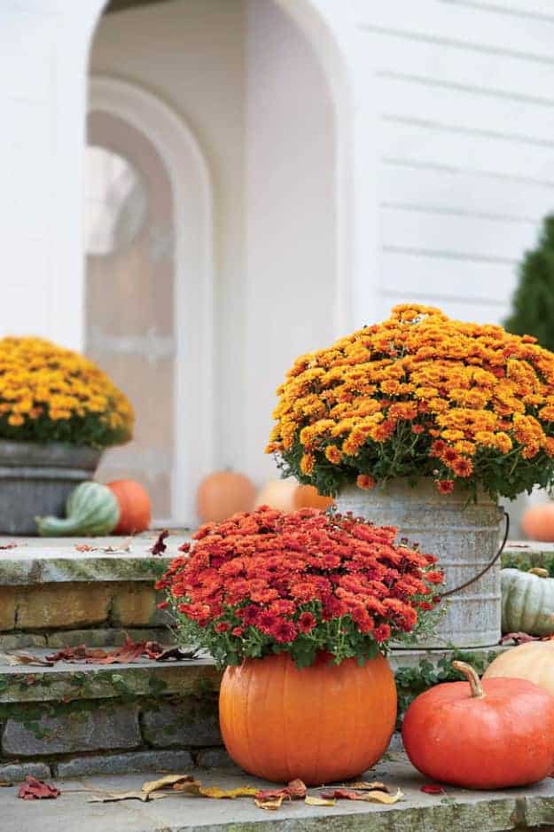 1. Carve out a pumpkin and use it as a planter 1. Carve out a pumpkin and use it as a planter