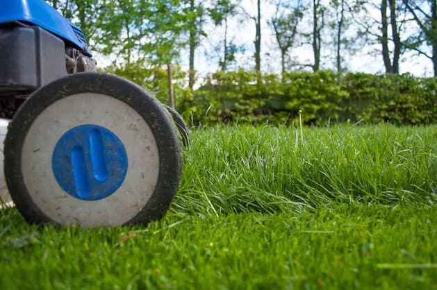 Lawn Care Mistakes That You Might Want to Avoid