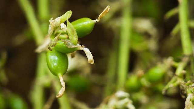 A Guide To Cardamom | What Is Cardomom? | Tilda Rice UK