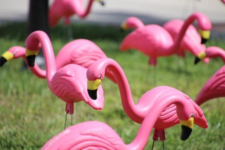 Flock of pink plastic flamingos in green grass lawn used as a secret code by swingers to identify themselves in public