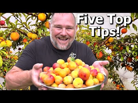 A Beginner's Guide to Planting and Growing Plum Trees in Your Backyard