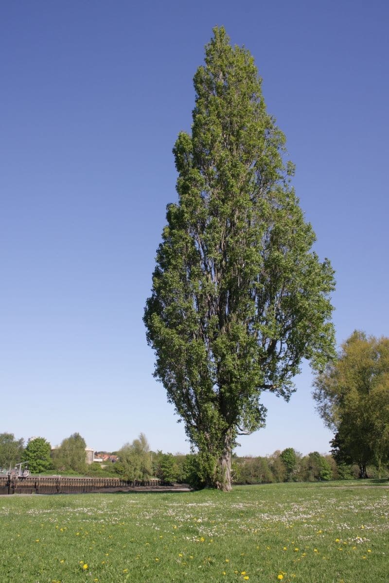 does poplar burn weel
