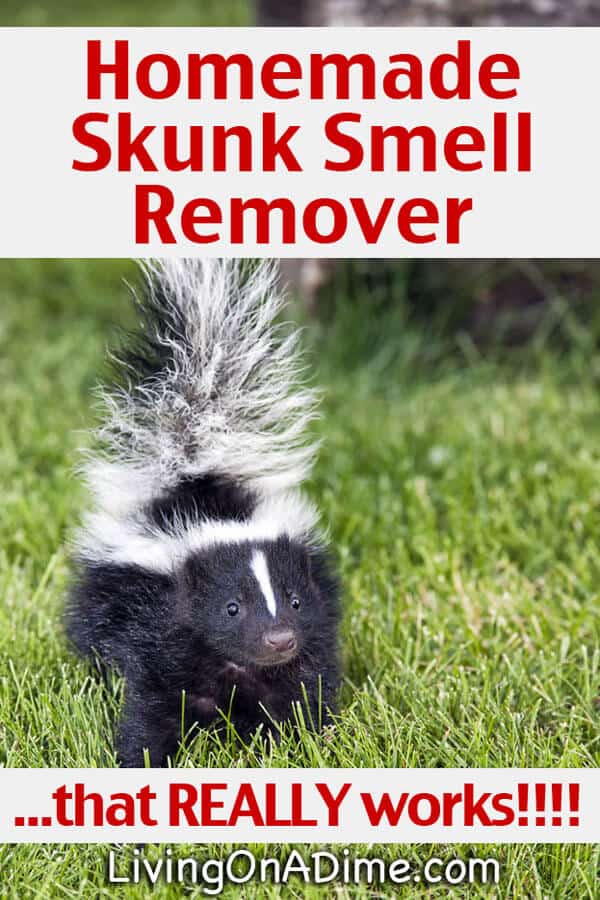 diy skunk shampoo