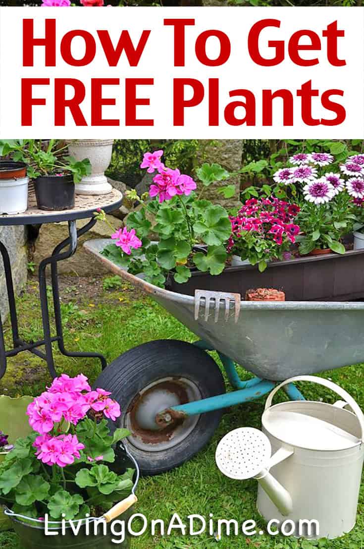 How To Get FREE Or Cheap Plants and Seeds
