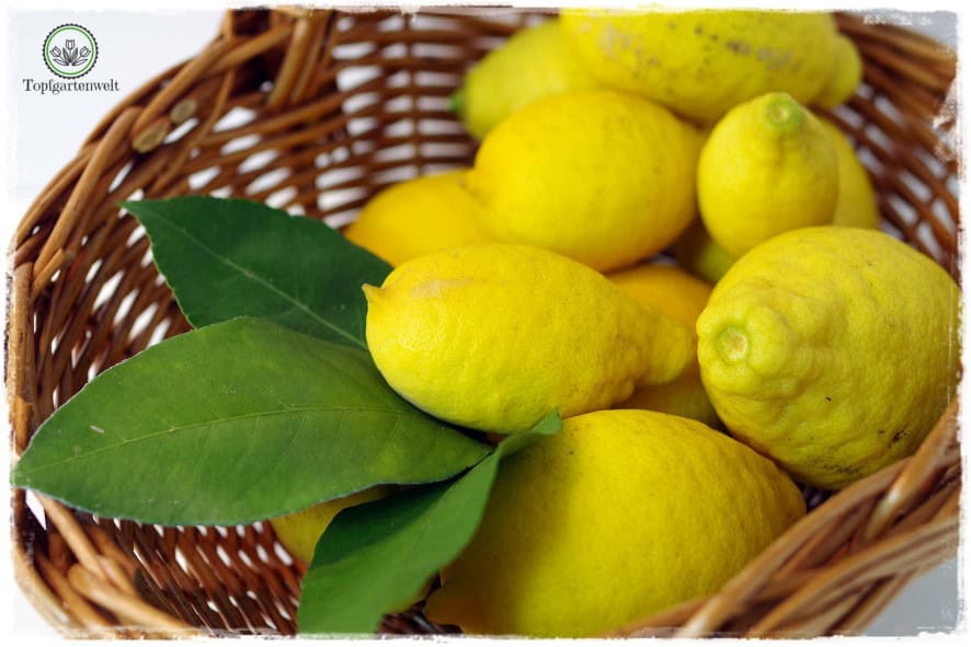 Zitronengelee - Foodblog Topfgartenwelt
