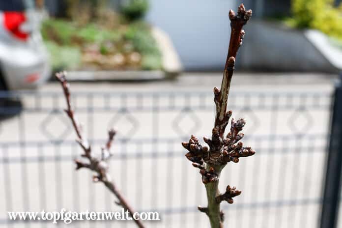 Kirschbaum oder Apfelbaum treibt nicht aus: warum?