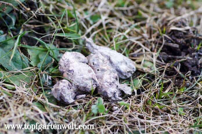 Was tun gegen Katzenkot im Garten: Mittel und Tipps