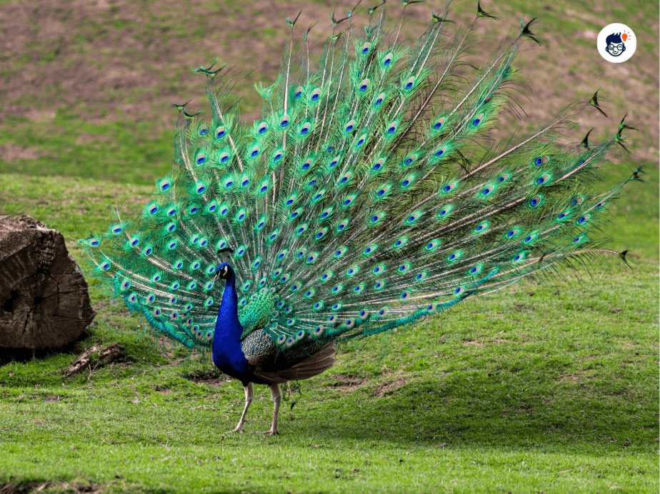 18 Peacock Facts: The Majestic Bird of Beauty