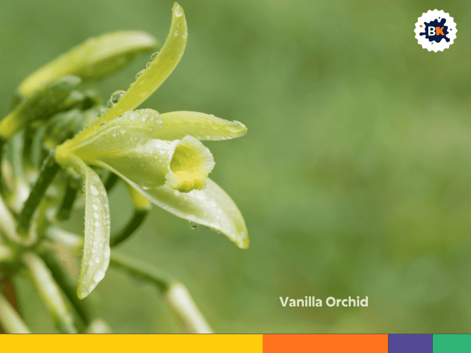30+ Awesome Plants that Start with V in English