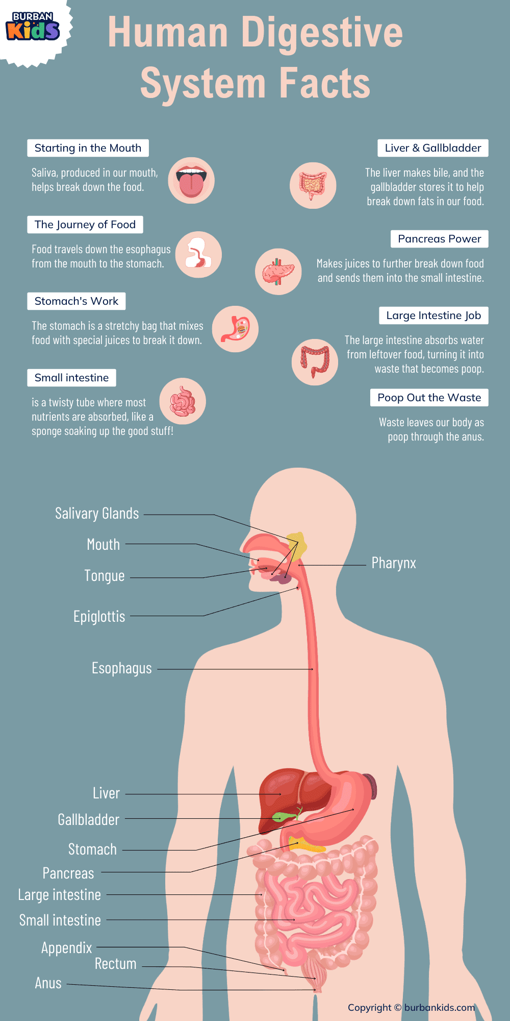 Mouth Digestive System Facts
