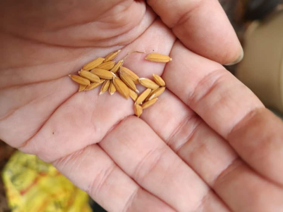 Growing Rice at Home - Home Fixated