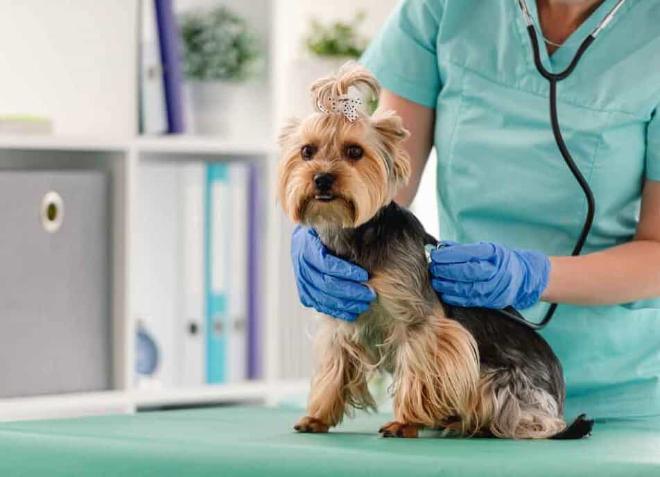 What Does It Mean When A Yorkie Throws Up Yellow