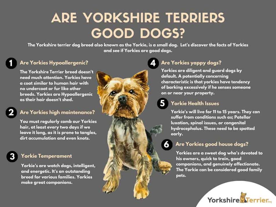 Are Yorkies Good In Apartments