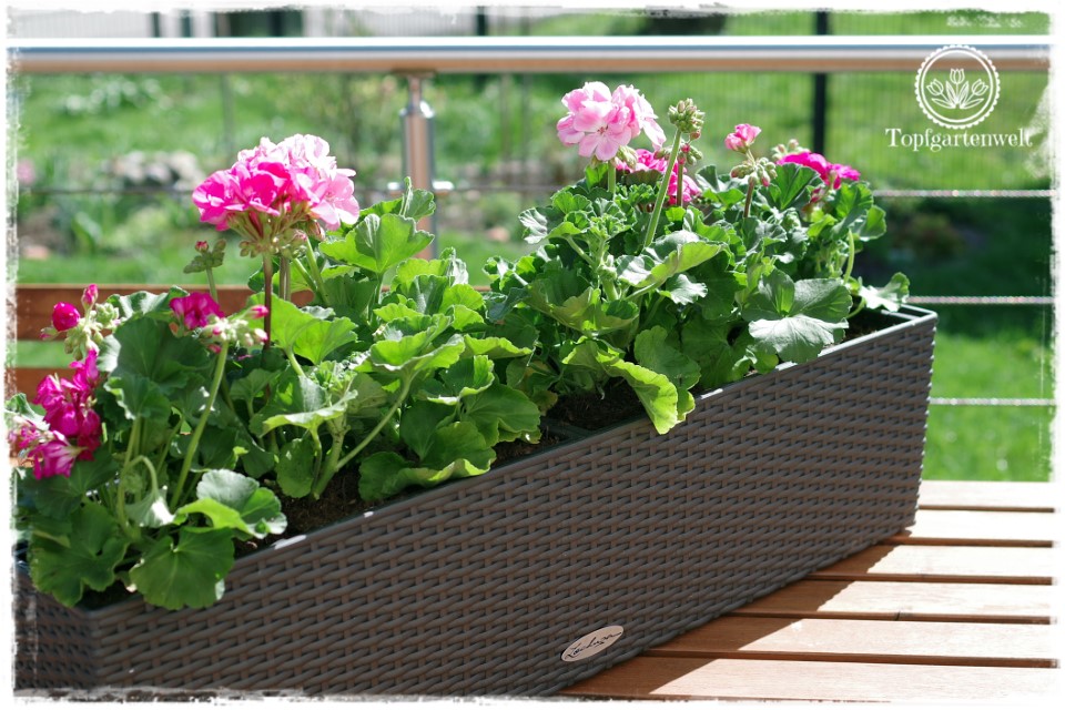 Balkonkästen bepflanzen gehört zum Sommer einfach dazu. Am Liebsten sind mir Pelargonien.