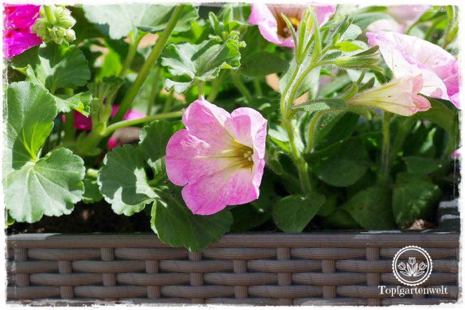 Surfinien sind auch tolle Balkonblumen für die pralle Sonne.