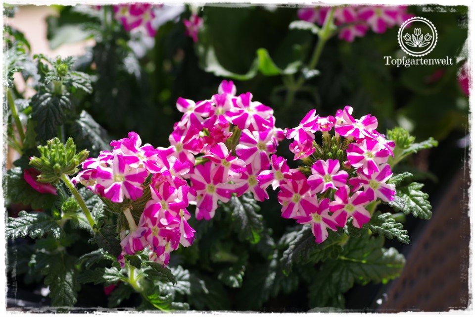 Gartenblog Topfgartenwelt Balkonblumen 2018: Balkonblumen viel Sonne