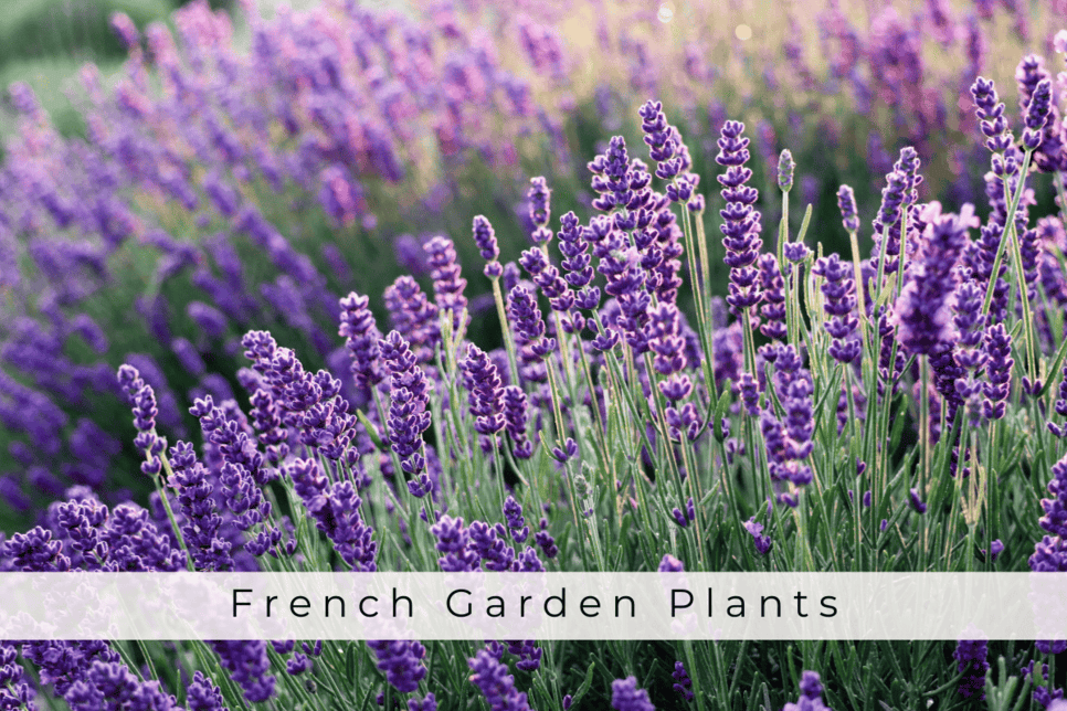 French Garden Plants | 10 Must-Have Plants for Your Chic Outdoor Space -  French Petal Gardens