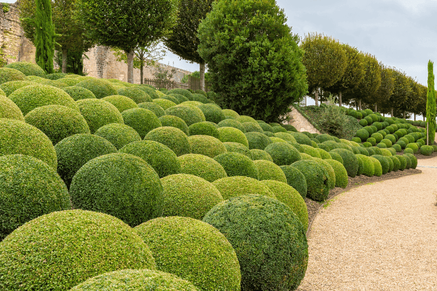 French Garden Plants | 10 Must-Have Plants for Your Chic Outdoor Space -  French Petal Gardens
