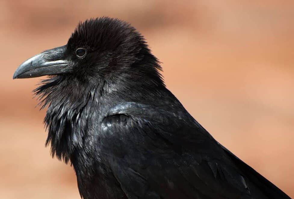 Common Raven Vs American Crow