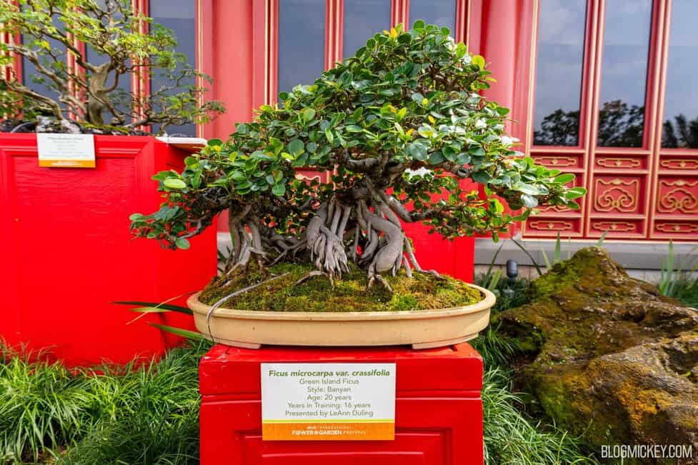 NEW China Penjing Garden for 2024 EPCOT Flower & Garden Festival