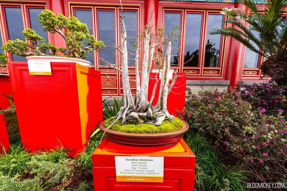 bonsai quitte Cydonia oblonga Quitte  Bonsai winkel