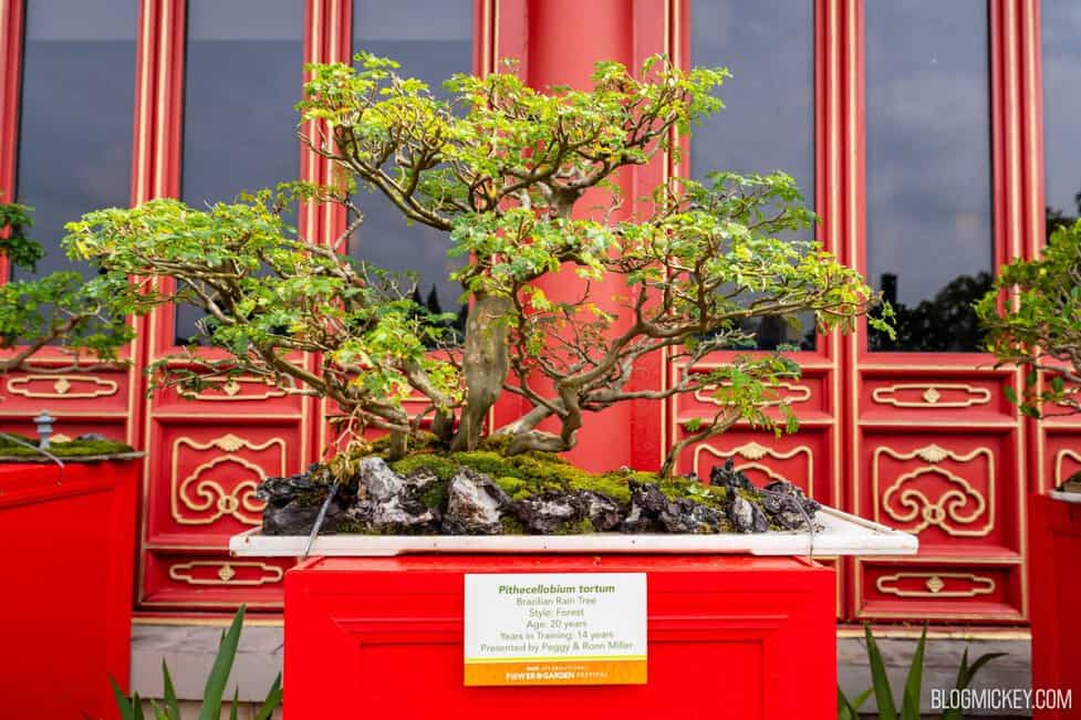 NEW China Penjing Garden for 2024 EPCOT Flower & Garden Festival