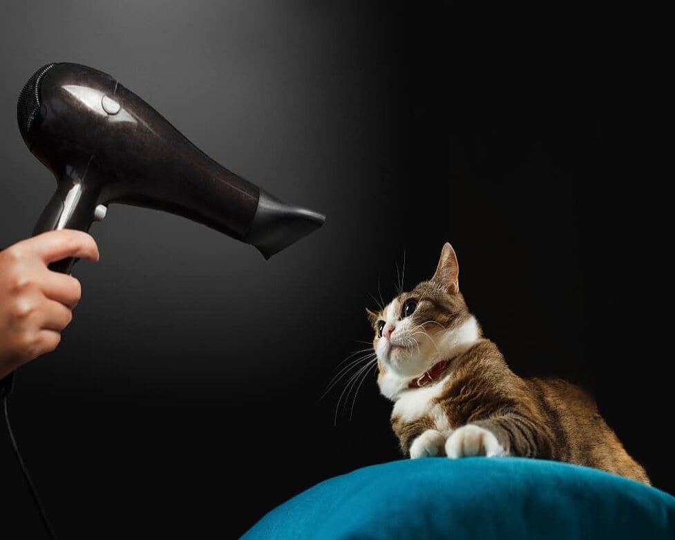 Cat blow