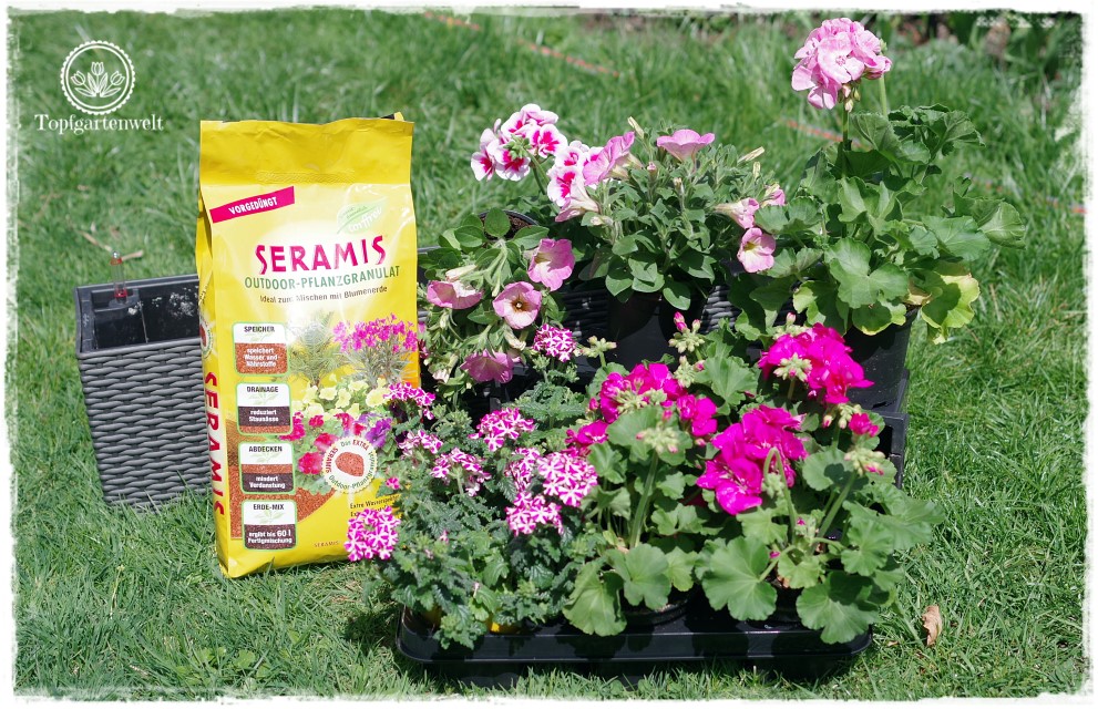 Gartenblog Topfgartenwelt Balkonblumen 2018: Balkonblumen in rosa pink und weiß