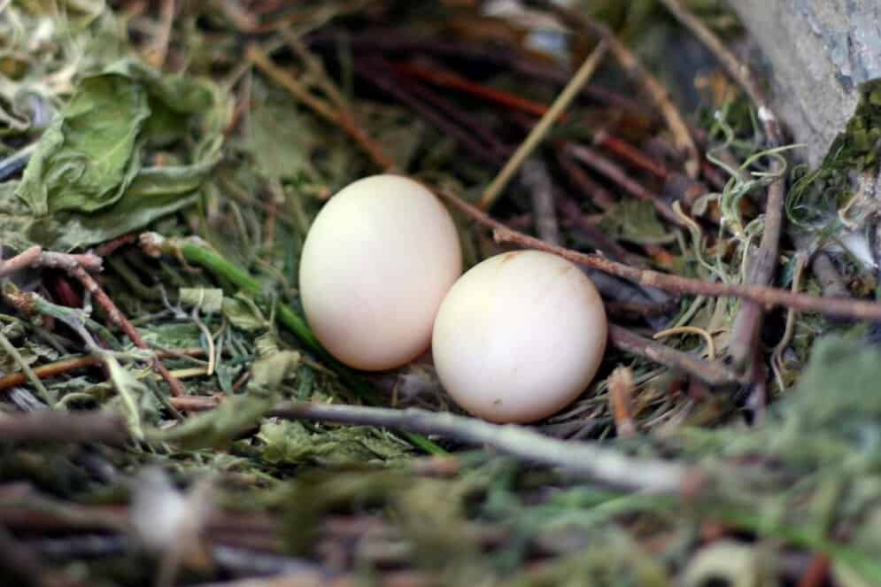 How Long Does It Take for Bird Eggs to Hatch: Essential Facts Revealed