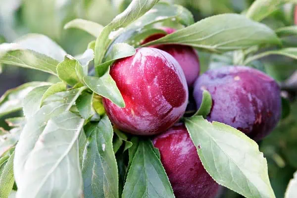 Manzana ecológica madura en árbol, agricultura orgánica de huerto.bio.