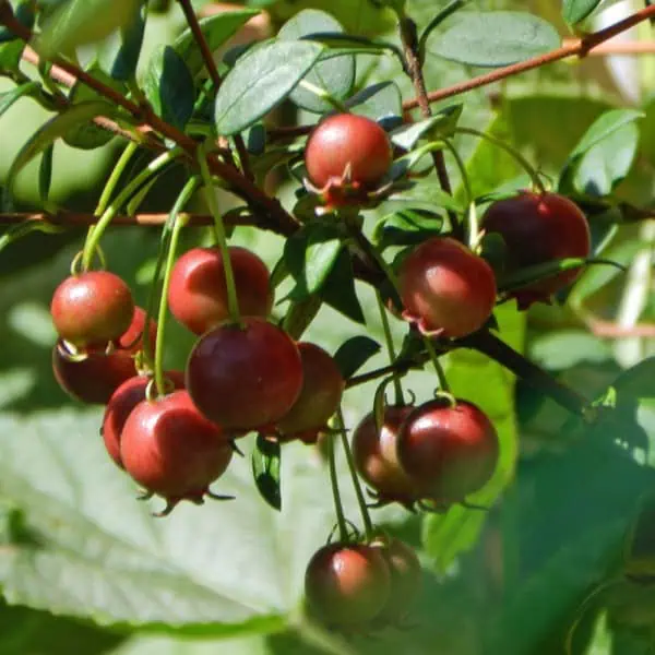 Fresas de jardín orgánicas en plena maduración, cultivadas de manera natural en huerto.bio. Frutas rojas y jugosas ideales para una alimentación saludable y ecológica.