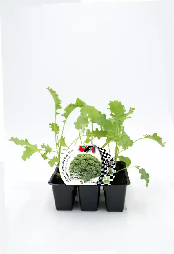 Follaje de brócoli ecológico en maceta para cultivo orgánico en huerto urbano sostenible.
