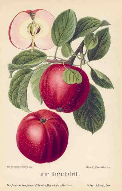 Fruta de manzana roja en una rama con hojas verdes, ilustración botánica detallada.