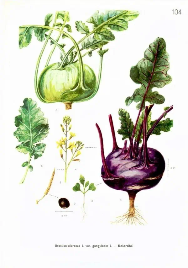 Tubérculo de nabo morado y hojas verdes, ilustración botánica para huerto.bio.