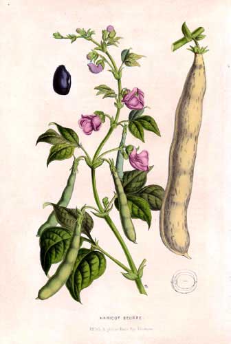 Fruto de berenjena y planta con flores y hojas verdes en un estilo de ilustración botánica clásica.