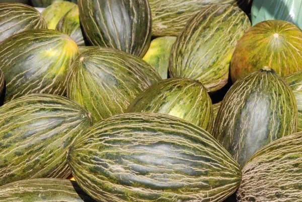 Calabazas de la variedad striped, cultivo ecológico, huerto orgánico, vegetal natural, saludable y fresco, cosecha local, agricultura sostenible, alimentación saludable, producción biológica, ingredientes para cocina ecológica.