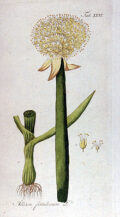 Flor de planta medicinal con tallo alto y hojas verdes, ilustración botánica detallada.
