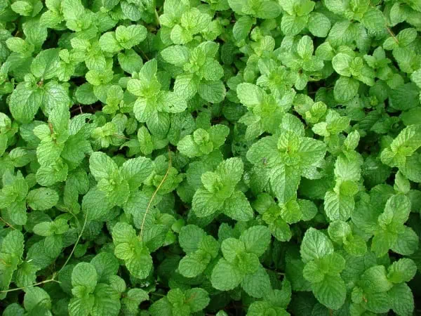 Hojas de menta fresca en huerto ecológico, ideales para cocina saludable y remedios naturales, cultivo orgánico en huerto.bio.