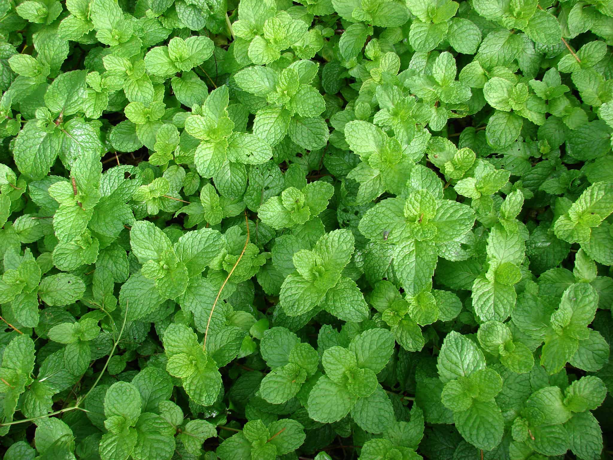 Hojas de menta fresca en huerto ecológico, ideales para cocina saludable y remedios naturales, cultivo orgánico en huerto.bio.