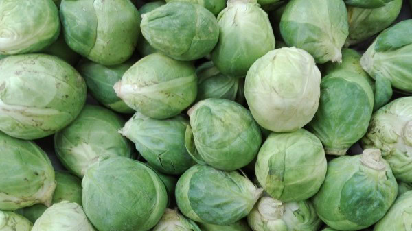 Verdes y frescas coles de Bruselas orgánicas, ideales para una alimentación saludable y ecológica, disponibles en Huerto.Bio.