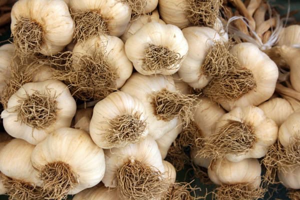 Bulbos de ajo frescos y orgánicos en huerto.bio, ideales para cocina saludable y recetas naturales, cultivados de forma ecológica.