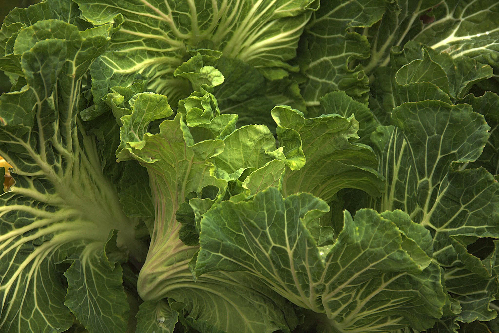 Verduras ecológicas, lechuga de cultivo orgánico, hortalizas frescas para alimentación saludable, huerto bio, ingredientes naturales para ensaladas nutritivas.