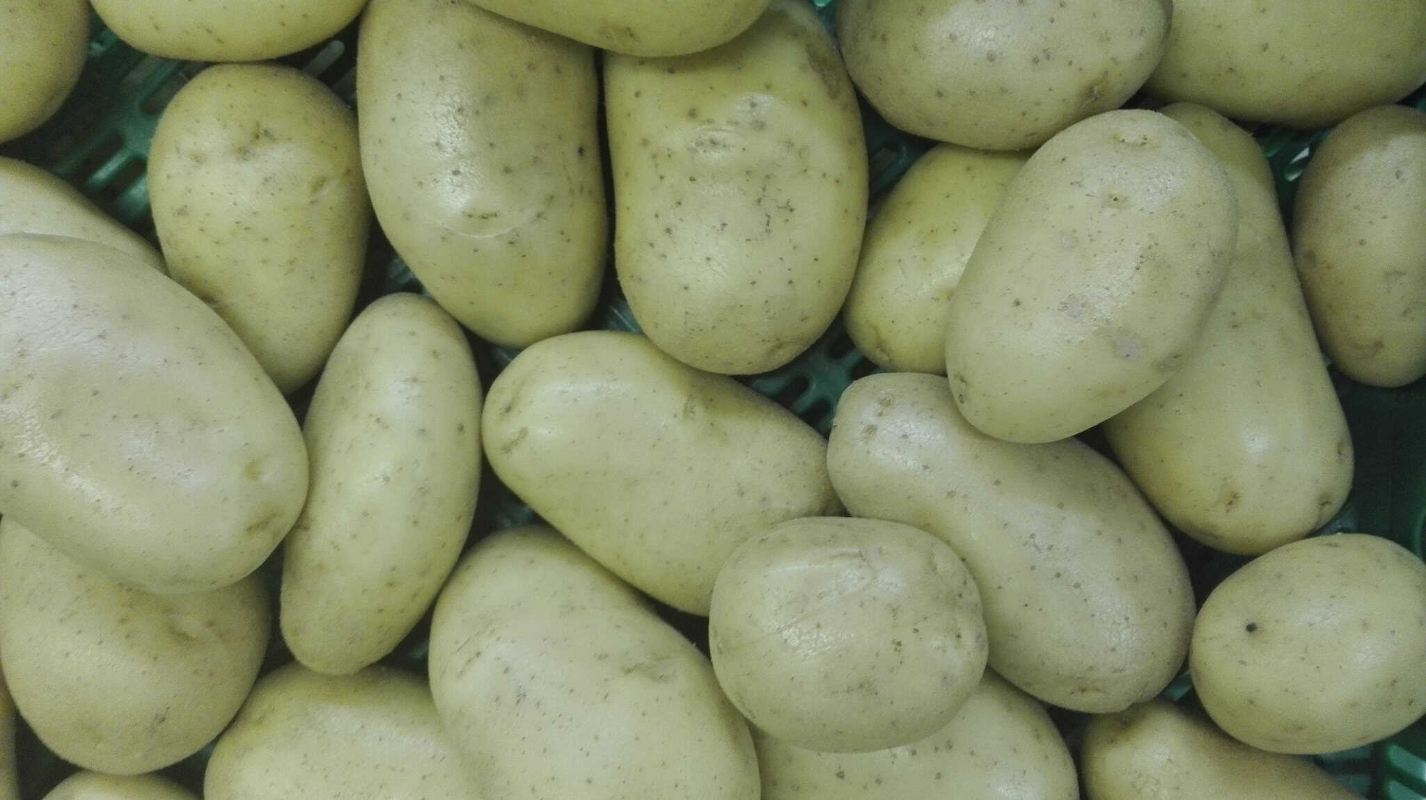 Patatas ecológicas, variedades bio frescas, cultivo orgánico sin pesticidas, hortalizas saludables, alimentación natural, huerto sostenible.