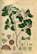 Ilustración vintage de plantas de malvavisco con hojas verdes, flores rosadas y raíces y semillas detalladas, en estilo educativo científico.